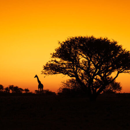 Silhouette einer Giraffe nach Sonnenuntergang in Botswana