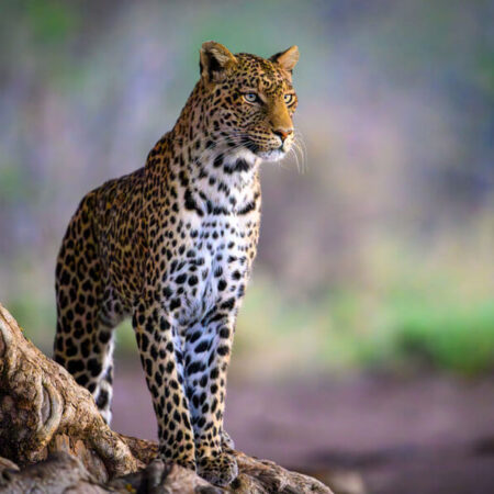 Leopard posiert bei einem Baumstamm im Mashatu Wildreservat